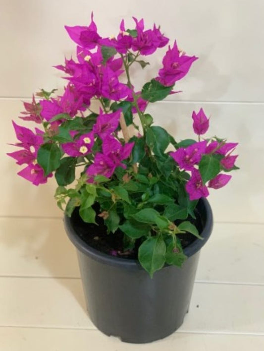 Bougainvillea  pink 25 cms pots (Copy)