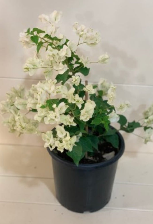 Bougainvillea  white 25 cms pots