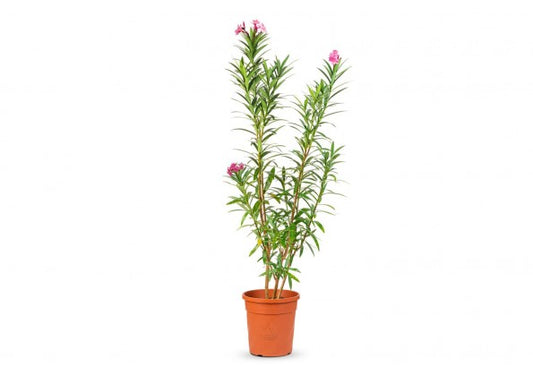 Nerium Oleander 30 cms pots + 120 cms height