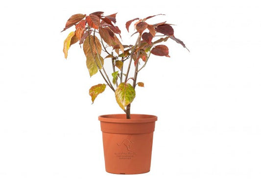 Acalypha 14 cms pots