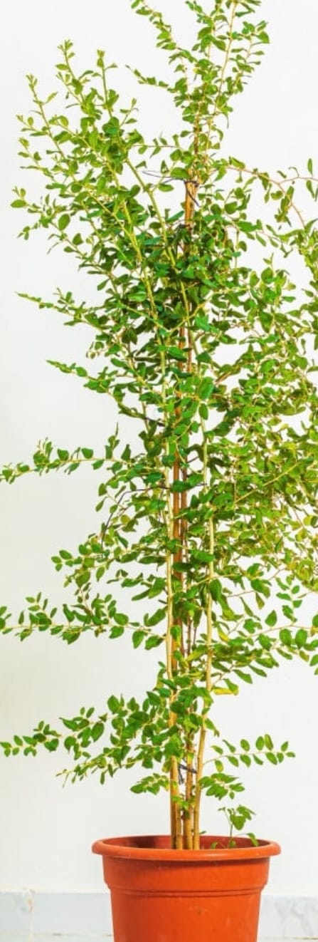 Sidr 18 cms pots + 140 cms height