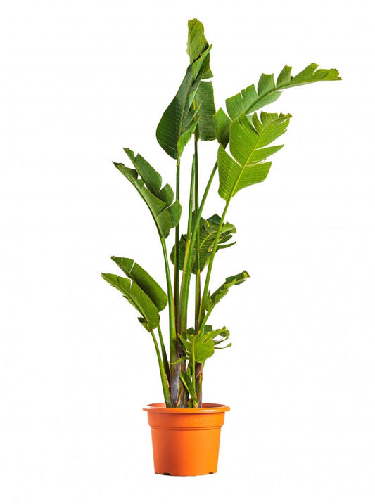 Strelitzia nicolai 50 cms pots + 220 cms height