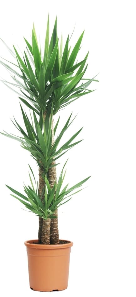 Yucca 27 cms pots +90 cms height
