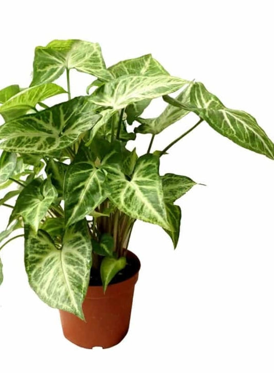 Syngonium 12 cms pots