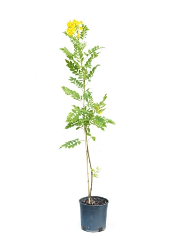 Santalobia 14 cms pots + 80 cms height)