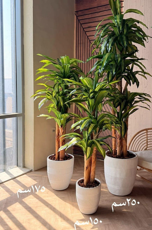 Artificia Dracaena Fragrans Tree دراسينا مسنجانا صناعيه