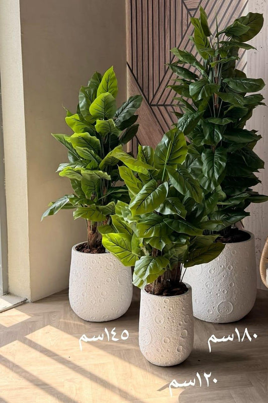 Artificia lFicus Lyrata فايكس ليراتا صناعيه