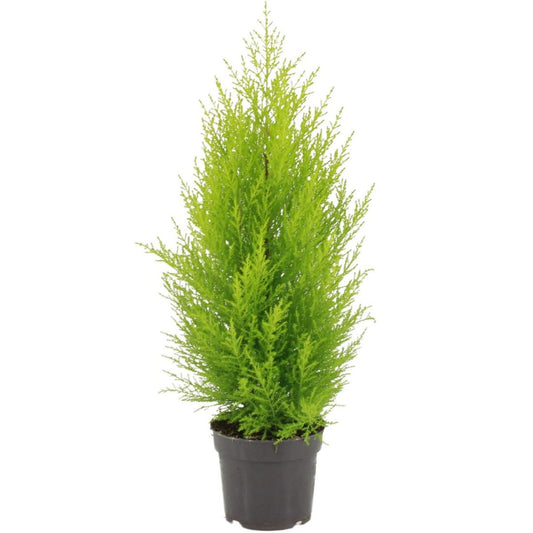 Baby cypress (12 cms  + 30 cms height)