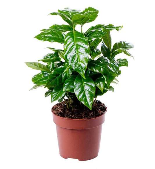 coofe plant (12 cms pots)