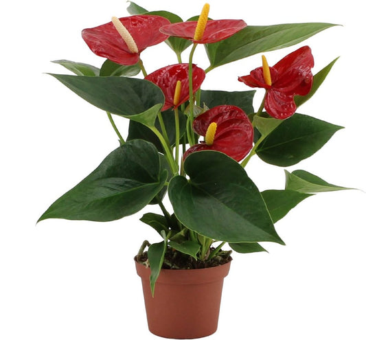 Anthurium Red 14 cms pots