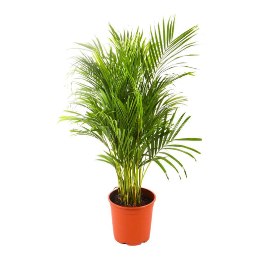 Areca 18 cms pots