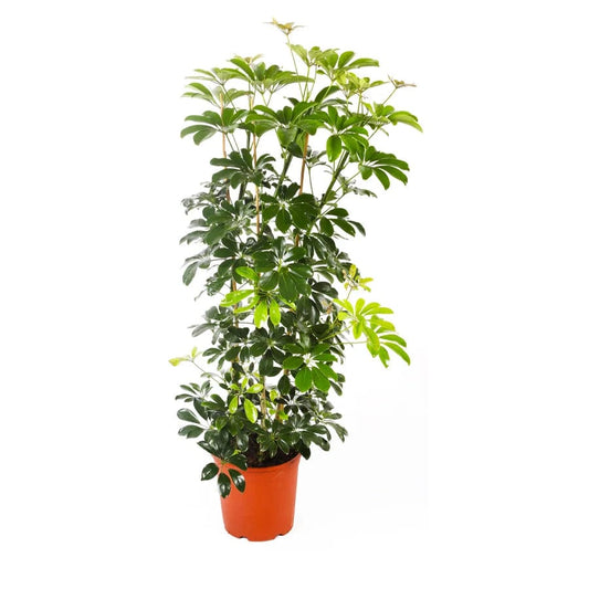 Schefflera 27 cms pots