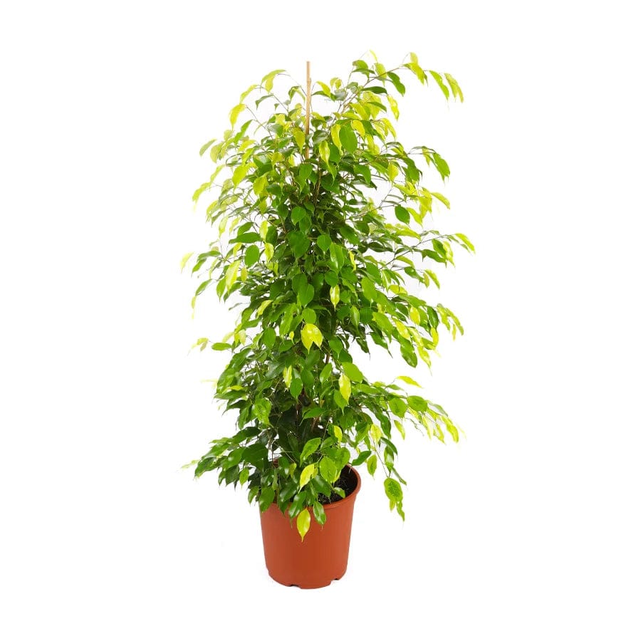 Ficus Benjamina 27 cms pots