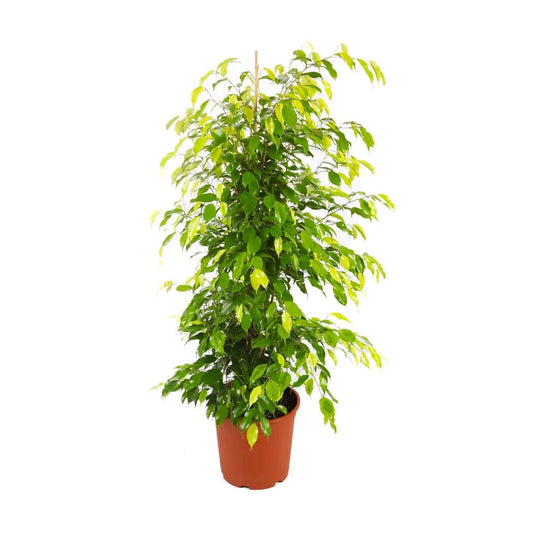 Ficus Benjamina 27 cms pots