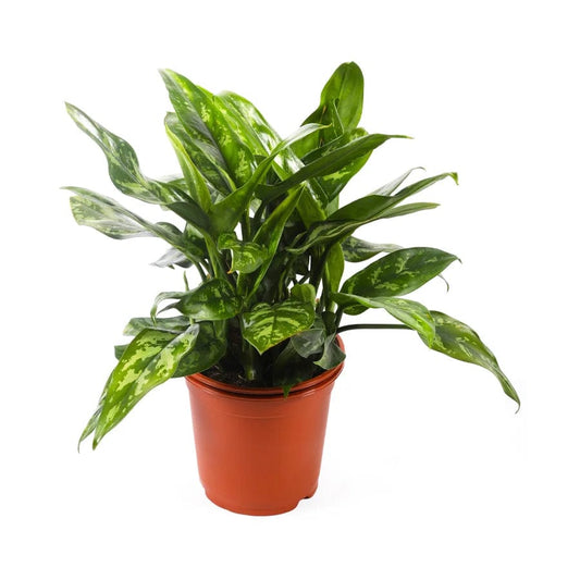 Aglaonema 14 cms pots