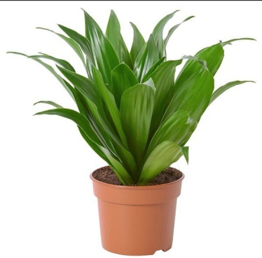 Dracaena compacta 12 cms pots