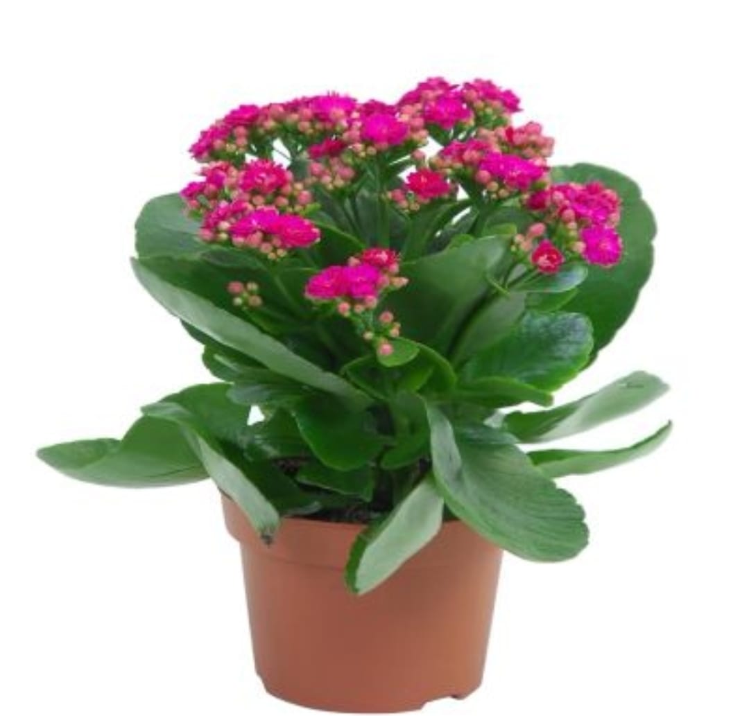 Kalanchoes Red 12 cms pots