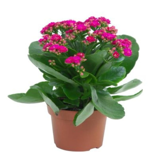 Kalanchoes Red 12 cms pots