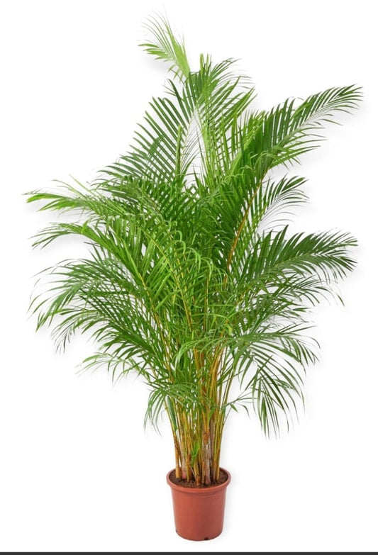 Areca 12 cms pots