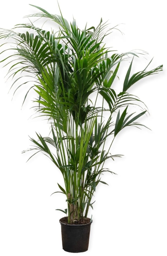 KENTIA 19 cms pots + 100 cms height