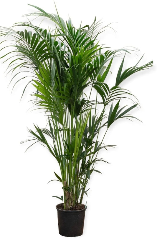 KENTIA 19 cms pots + 100 cms height