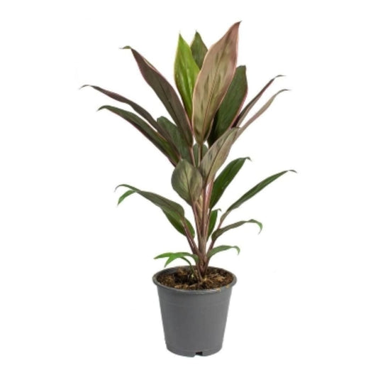 cordyline  12 cms pots
