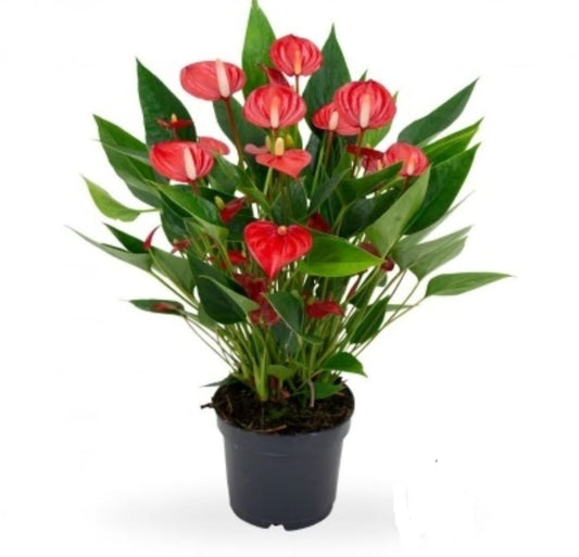 Anthurium Red 18 cms pots