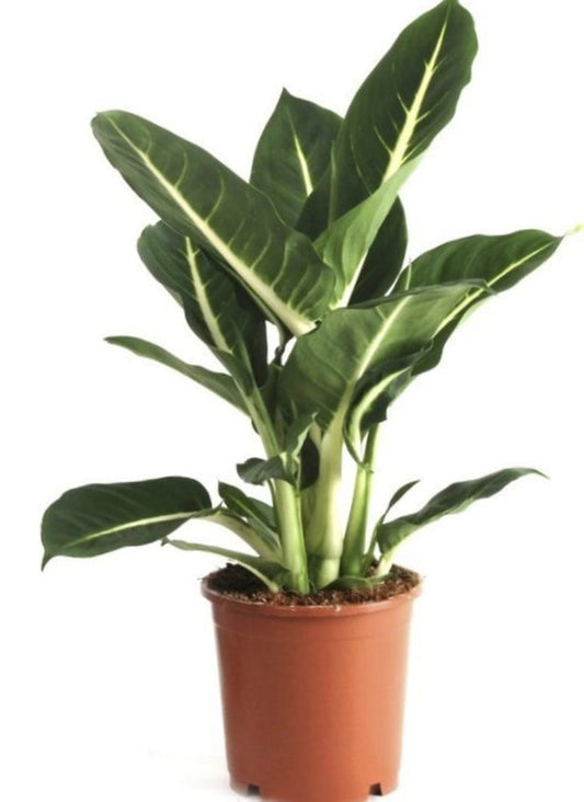DIFFENBACHIA GREEN MAGIC  12 cms pots
