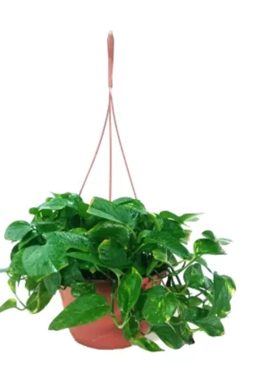 EPIPREMNUM PINNATUM HANGING 25 cms pots