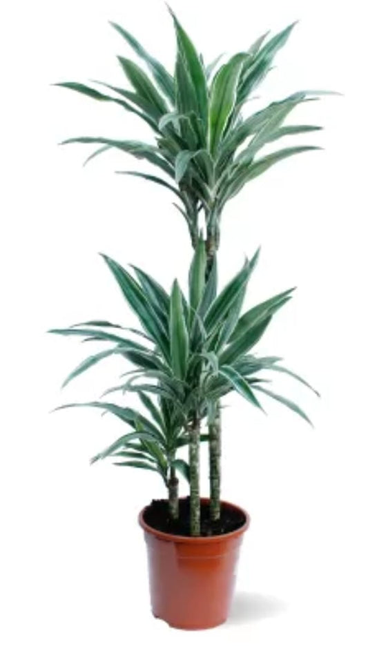 Dracaena White Stripe 27 cms pots + 110 cms height