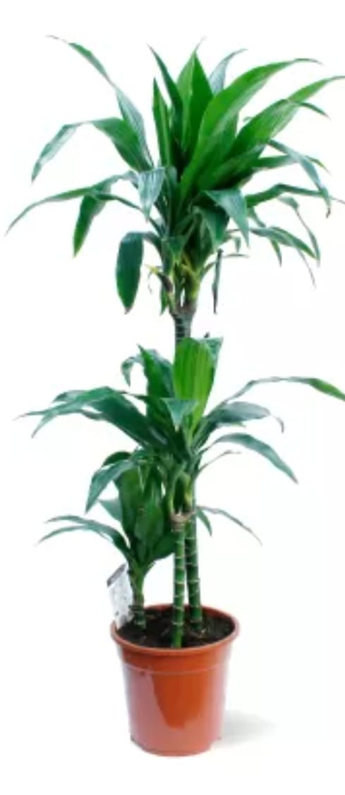 Dracaena Janet  27 cms pots + 110 cms height