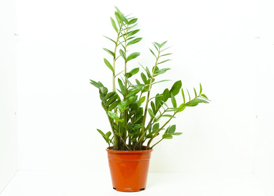 Zamioculcas zamiifolia   14 cms pots