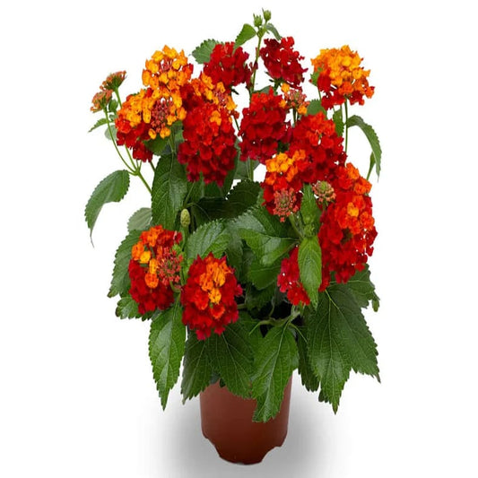 Lantana Camara  Red  20 cms pots