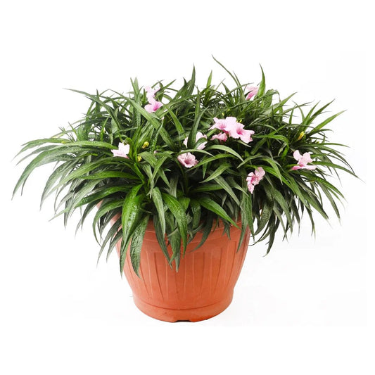 Ruellia tuberosa 35 cms pots