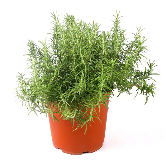Rosemary 14 cms pots