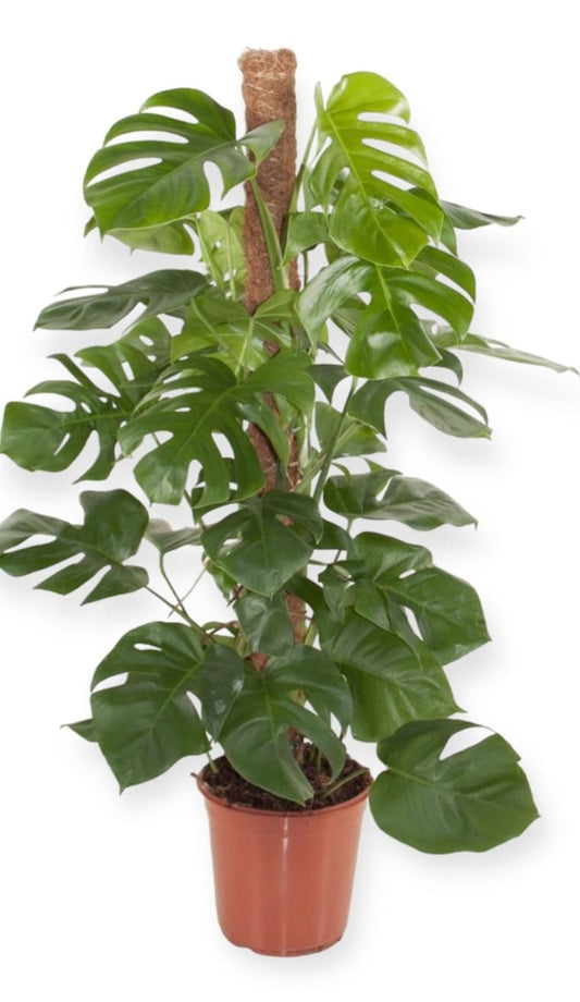 Monstera 25 cms pots + 110 cms pots