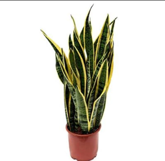 Sansevieria 18 cms pots + 80 cms height