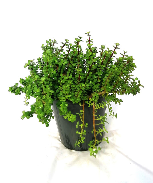 Portulacaria Afra 18 cms pots