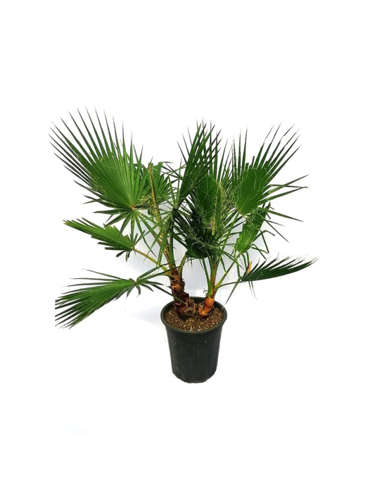 Washingtonia 40 cms pots + 130 cms height