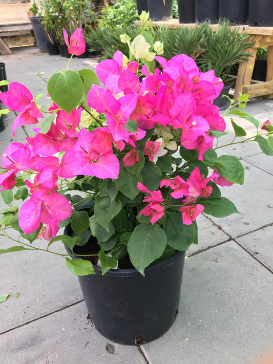 Bougainvillea pink  & white 25 cms pots