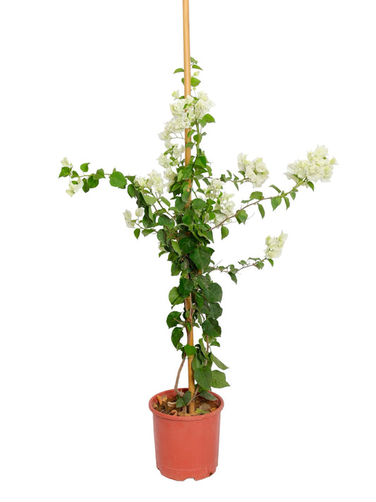 Bougainvillea white climbing 14 cms pots +140 cms height