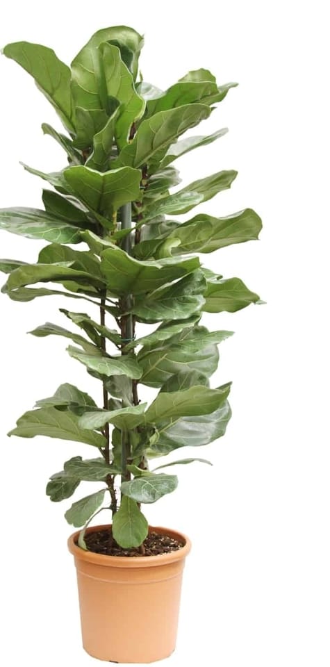 Ficus Lyrata  30 cms pots + 140 cms height