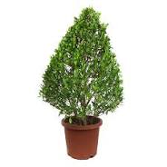 Carpus cypress 30 cms pots + 120 cms height)