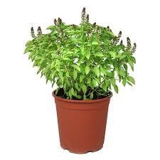 mashmoom  25 cms pots + 50 cms height