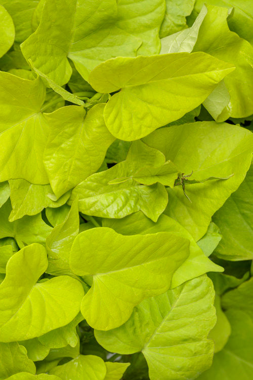 Sweet Potato (12 cms pots ) 12 pc البطاطه