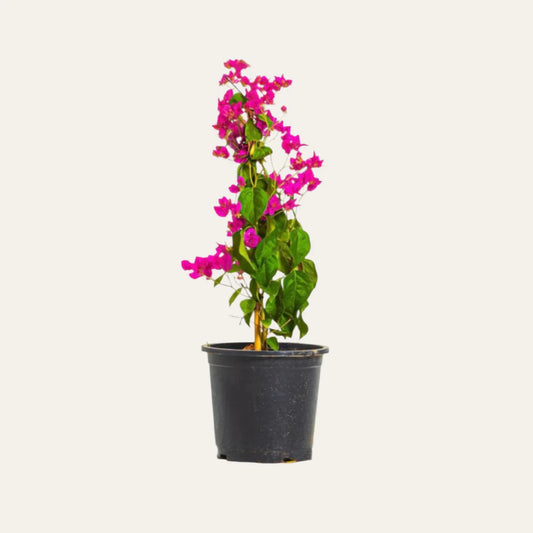 Climbing Bougainvillea (14 cms pots + 100 cms height)